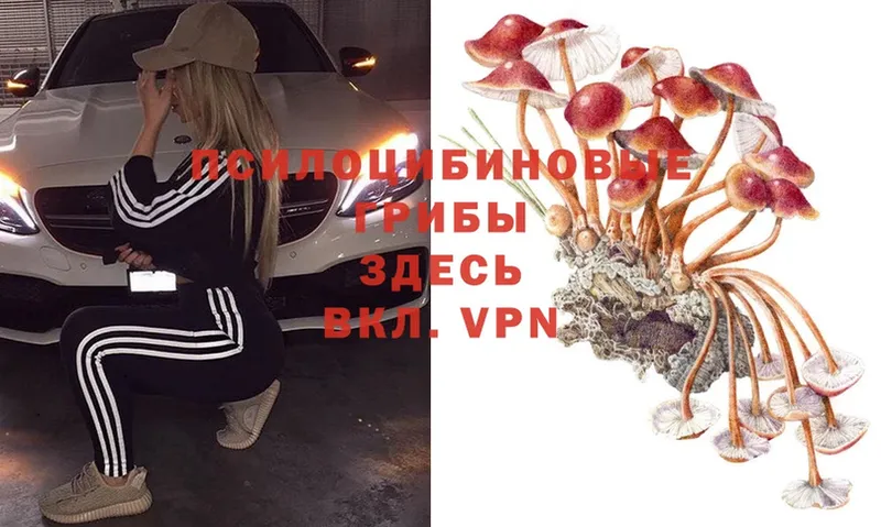 Псилоцибиновые грибы Psilocybe  Красный Кут 